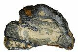 Mammoth Molar Slice with Case - South Carolina #180528-1